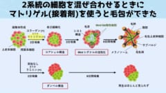 マトリゲルによる処置をしない場合、2系統の細胞は仲間同士がくっついて2連団子（ダンベル構造）を作ってしまいます