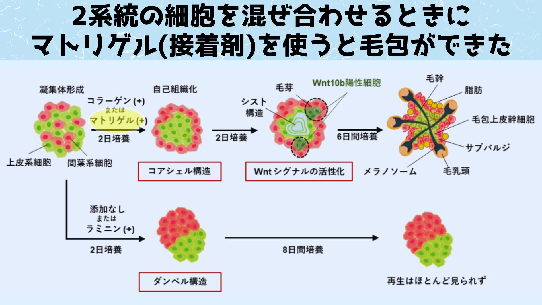 マトリゲルによる処置をしない場合、2系統の細胞は仲間同士がくっついて2連団子（ダンベル構造）を作ってしまいます