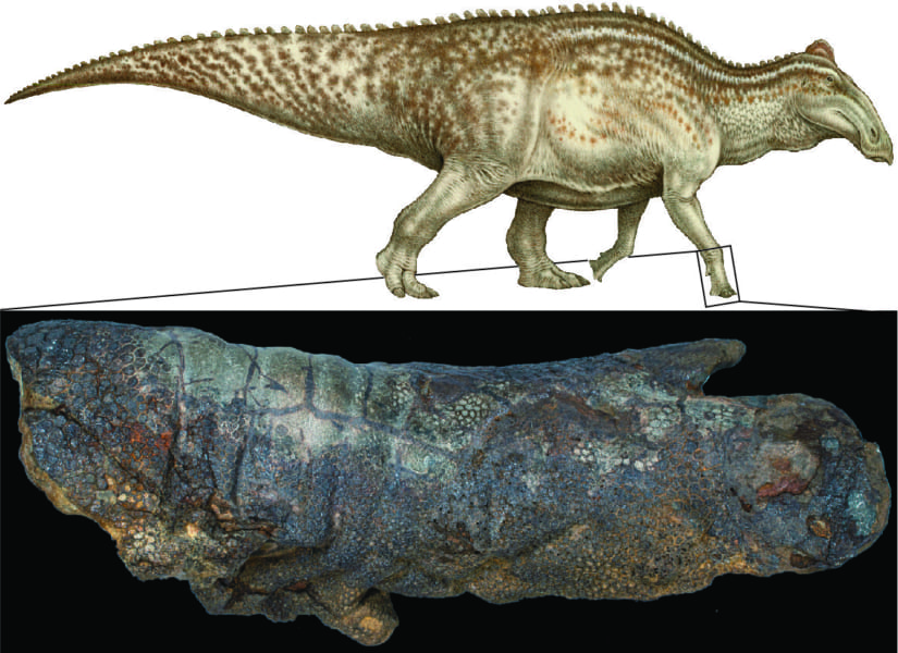 ダコタの右前足のミイラ化した皮膚