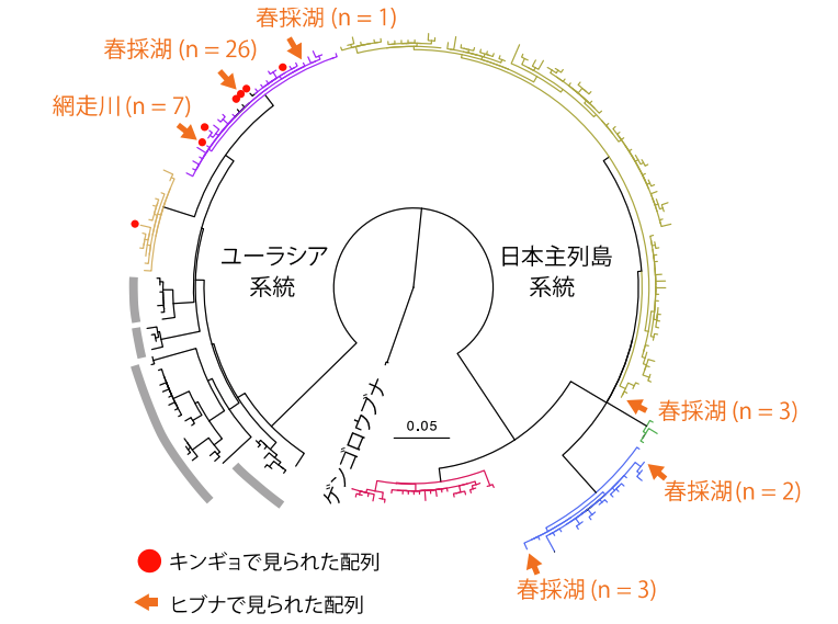 ミトコンドリアDNAの系統樹（キンギョと同じ配列をもつヒブナが見つかった）