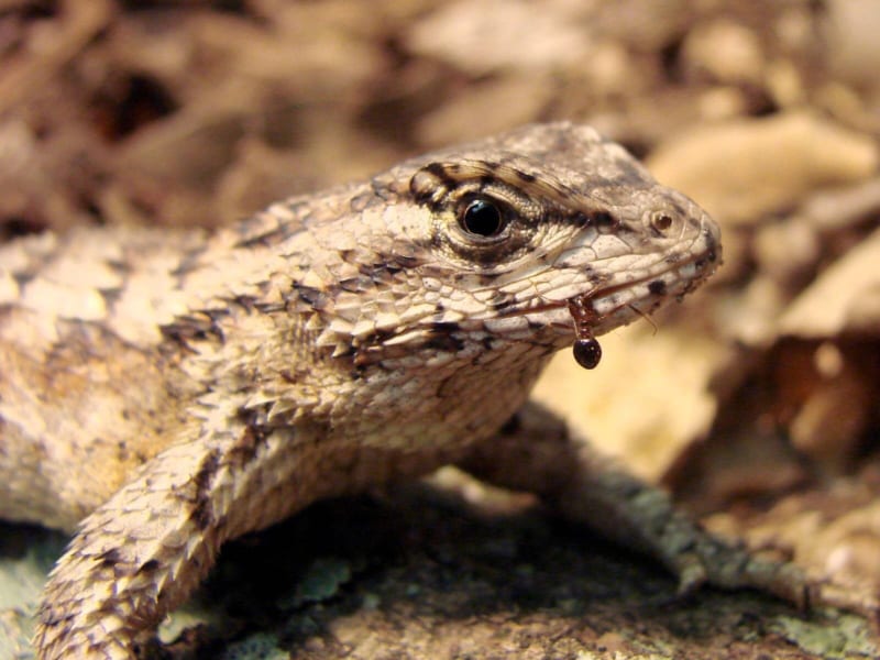 ヒアリを食べて「対ヒアリ毒」の免疫システムを獲得しているトカゲを発見！