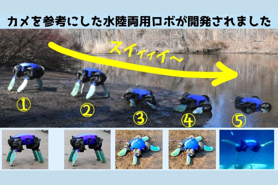 リクガメからウミガメに”変形”できる「水陸両用カメ型ロボ」