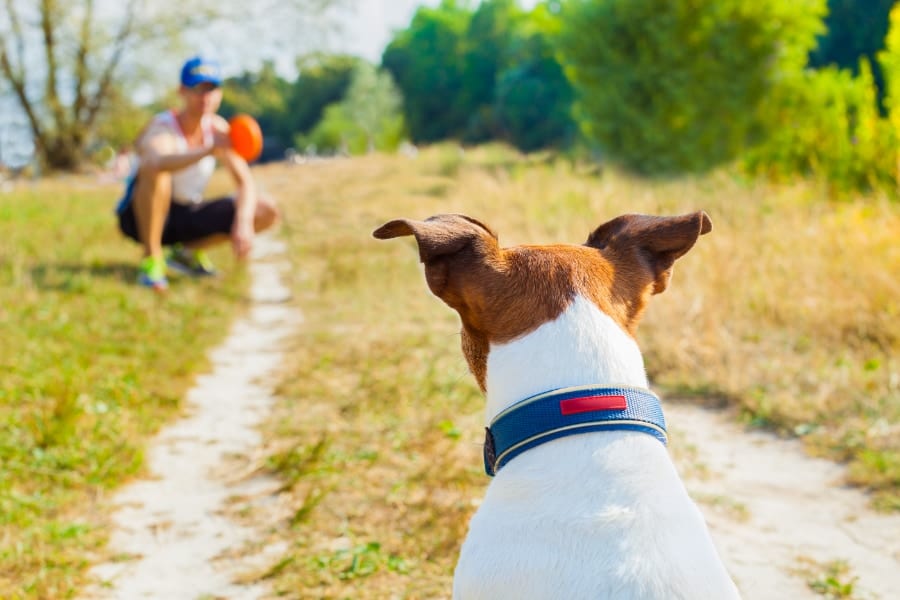 メス犬は人の能力を見極めて「有能な人」に近づくことが判明！