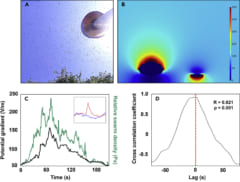 A：ミツバチの群れ、B：観測された電位差、C：個体密度が高いほど電気差も大きくなる、D：電位差と群れ密度の相関解析
