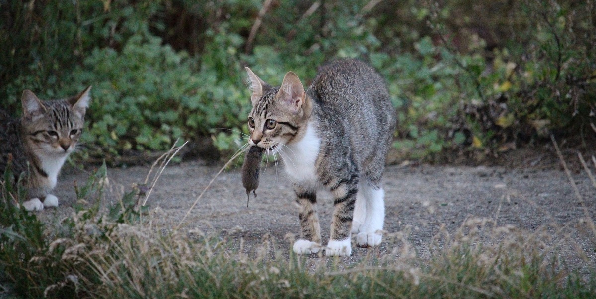 獲物を持ち帰ったネコ