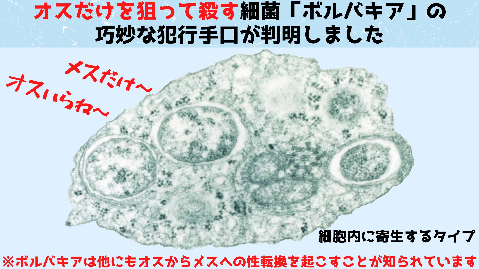 オスだけを狙って殺す細菌タンパク質を発見！