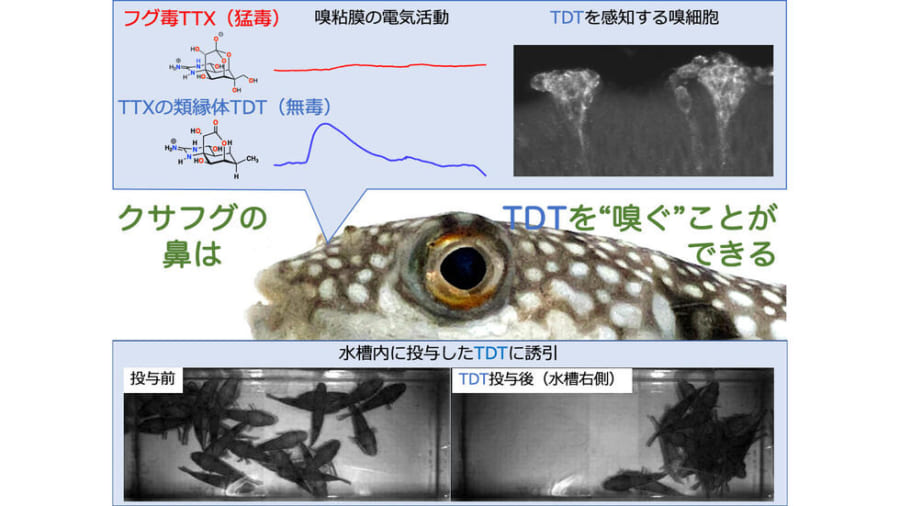 誘引機能を持つのは無毒のTDTだった