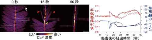 オジギソウを傷つけた時に発生するCa2+・電気シグナルの同時測定