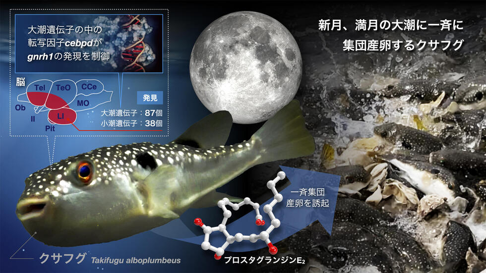 一斉集団産卵の誘起にはフェロモンが関連していた