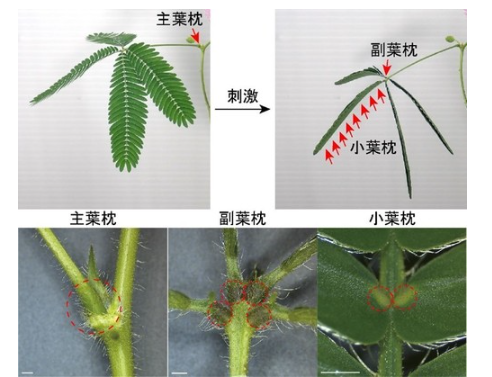 刺激を感じると「葉枕」が屈曲して葉が動く