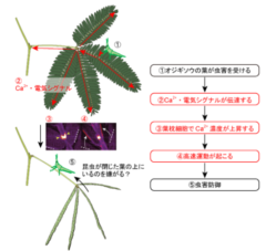 オジギソウの虫害防御高速運動モデル