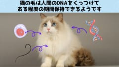 犯行現場の「猫の毛」から人間のDNAを採取できると判明！