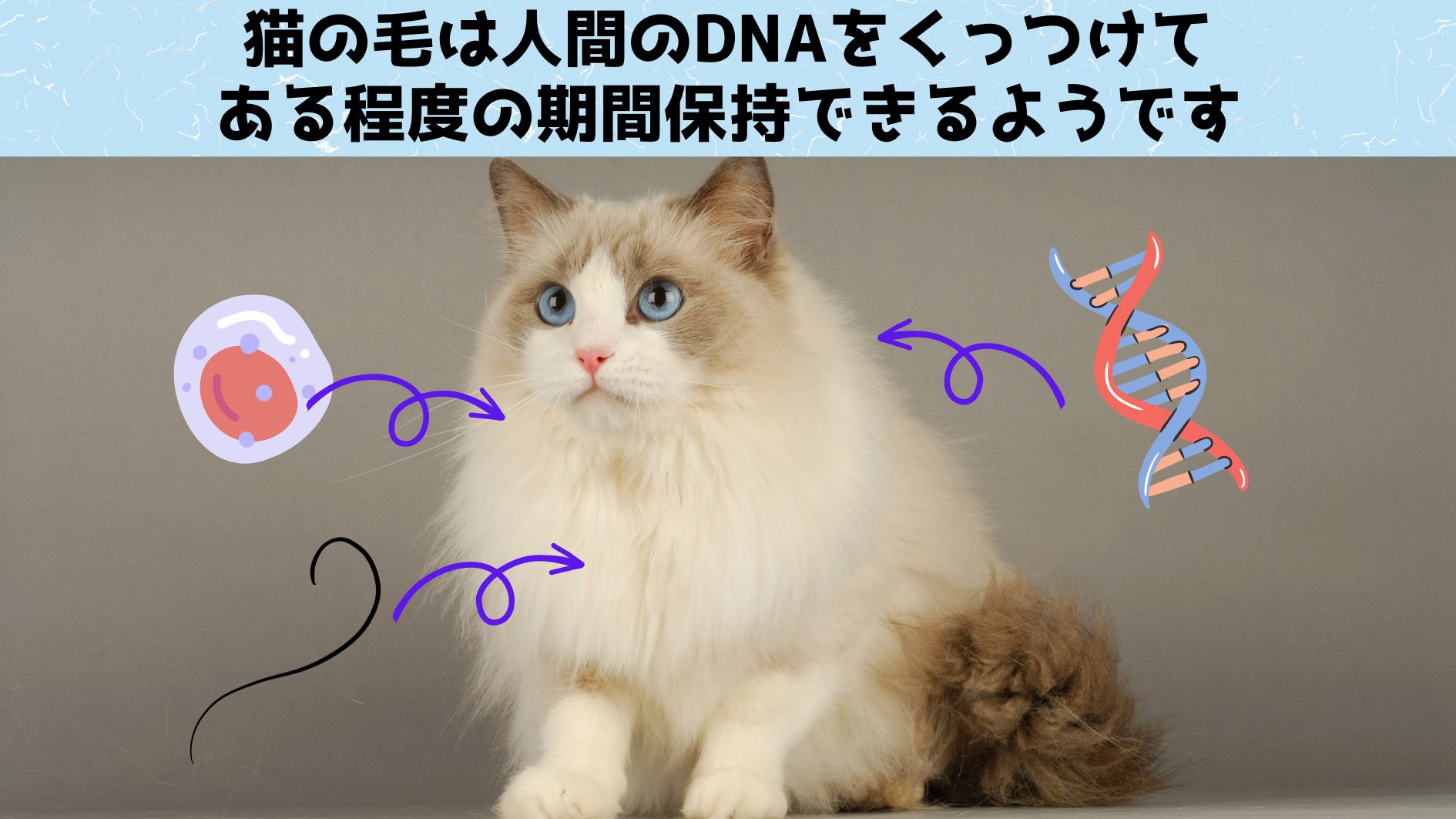 犯行現場の「猫の毛」から人間のDNAを採取できると判明！