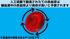 人工培養された赤血球の生存期間は、通常の輸血液中の赤血球よりも長くなる