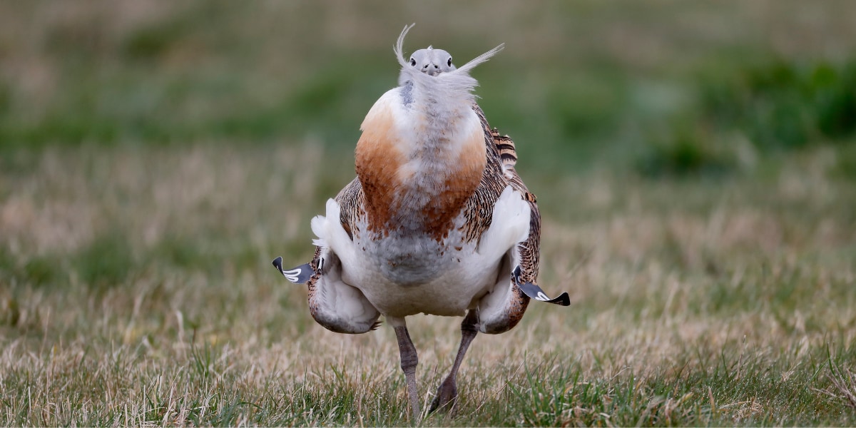 鳥にも医薬知識があった！　集団交尾の性感染症を防ぐため薬草を探して食べる「ノガン」の画像 1/4