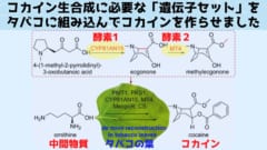 タバコにコカイン生産に必要な全遺伝子を組み込むことに成功！