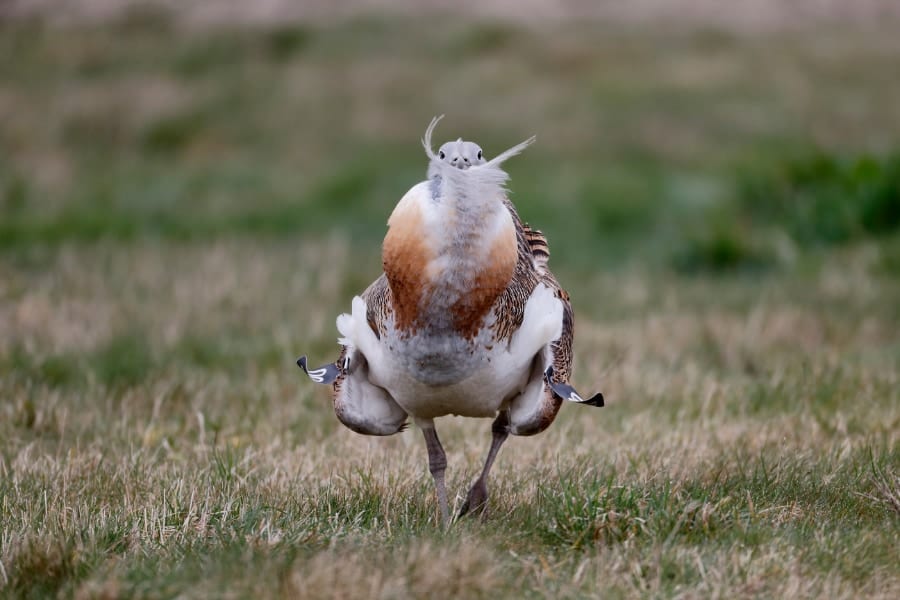 鳥にも医薬知識があった！　集団交尾の性感染症を防ぐため薬草を探して食べる「ノガン」