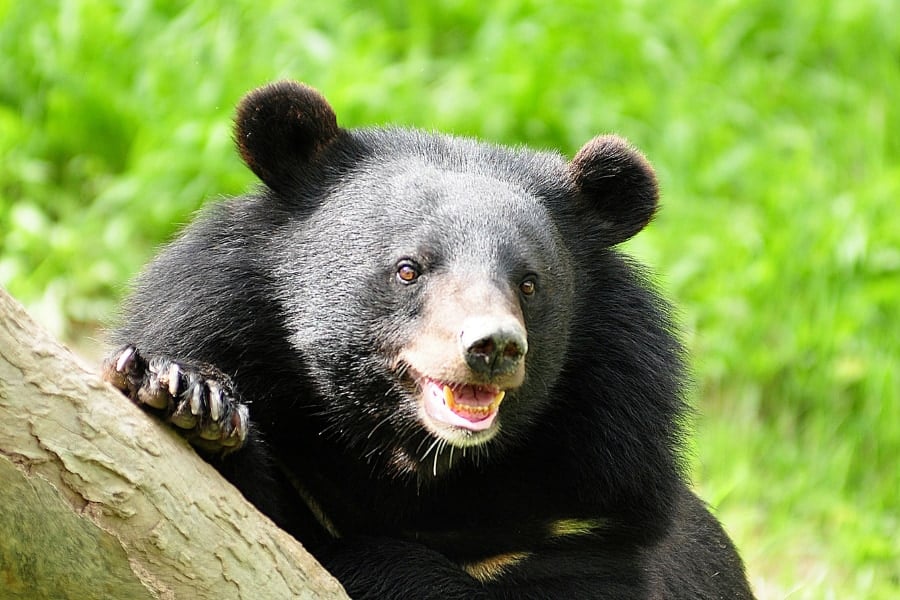 ツキノワグマは「冬眠でも衰えない筋肉」をもっていた