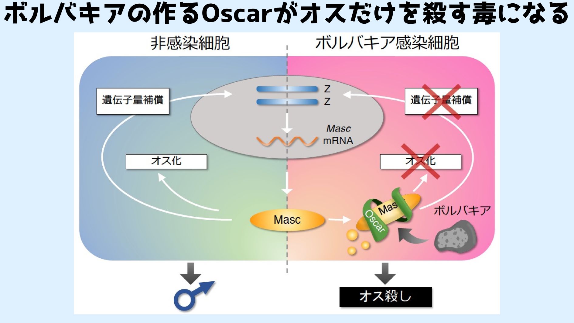 東大がオスだけを狙って殺す細菌タンパク質「Oscar（オス狩る）」を発見！の画像 4/4