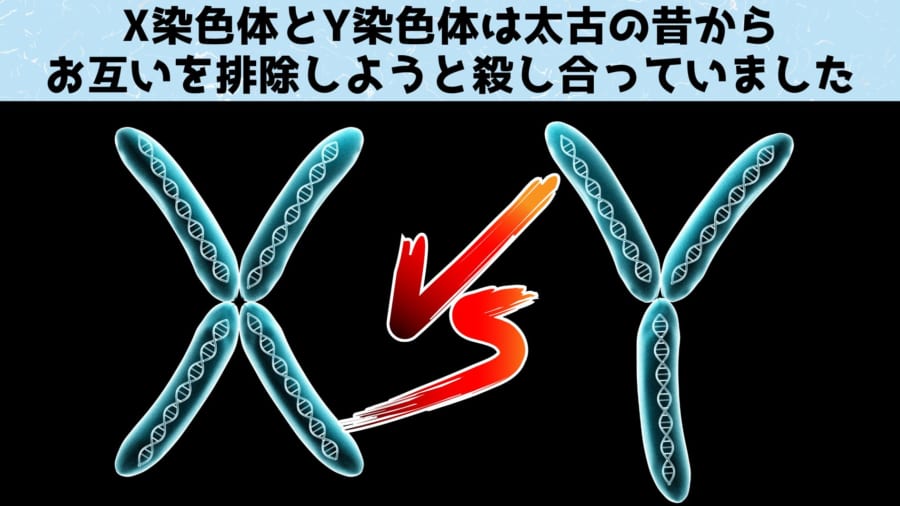 X染色体とY染色体の血塗られた歴史