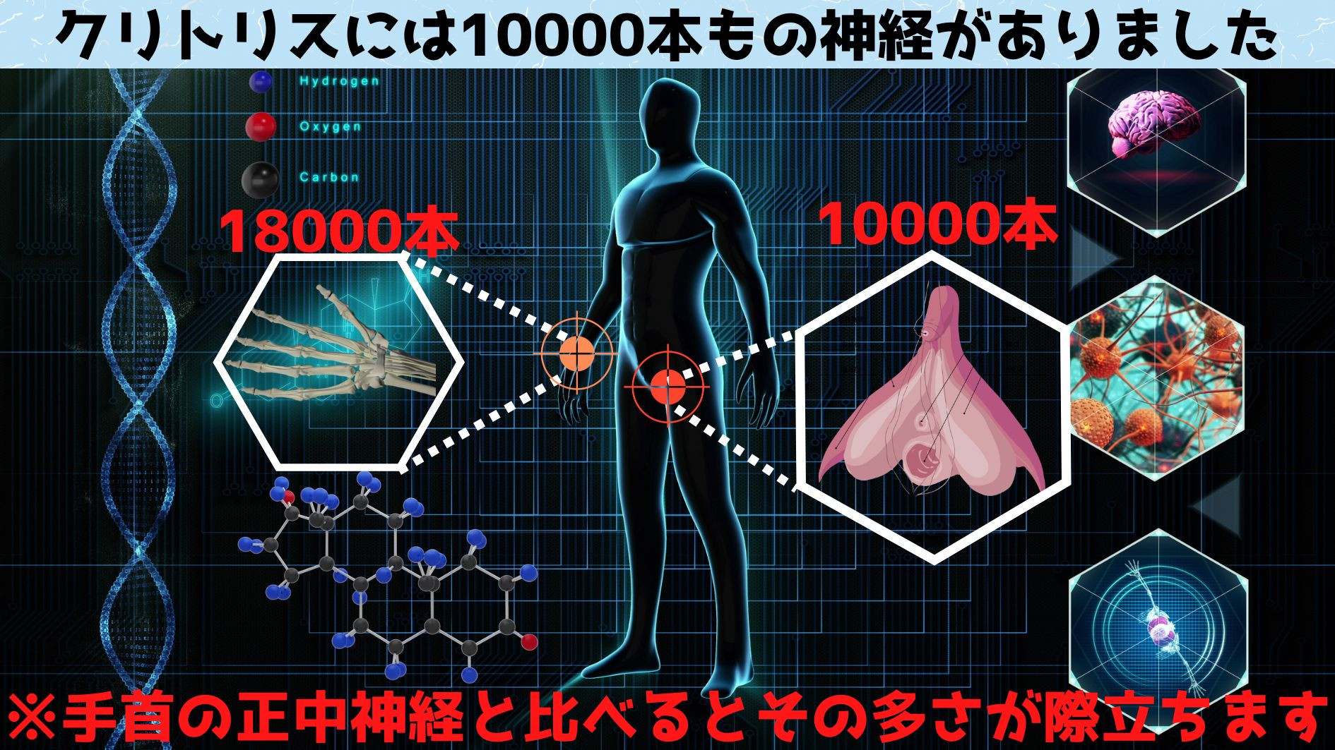 手首の正中神経が18000本に対し遥かに小さいクリトリスにはその半分以上の10000本の神経線維がありました