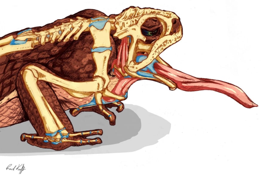 獲物を捕らえた後のカエルの舌は”心臓近く”まで引っ込んでいた！