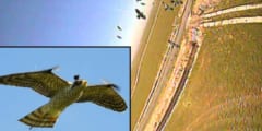 鳥たちを追い払うロボットハヤブサ