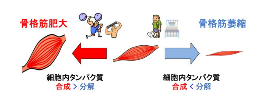 筋肉は使えば増大するが、使わなければ衰える