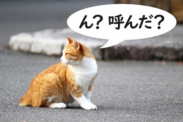 ネコが猫なで声に反応するのは飼い主だけ！他の人がやっても意味がなかったことが判明