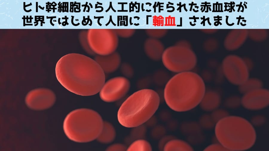 世界初！研究室で培養された血液のヒトへの輸血試験開始