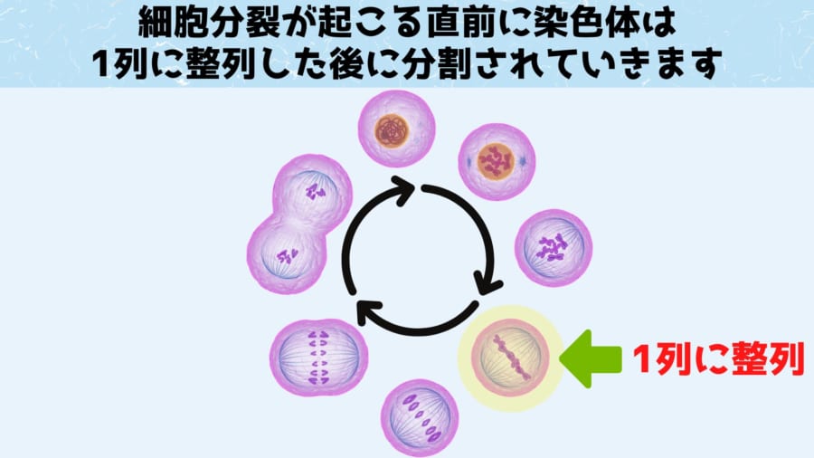 細胞分裂の過程