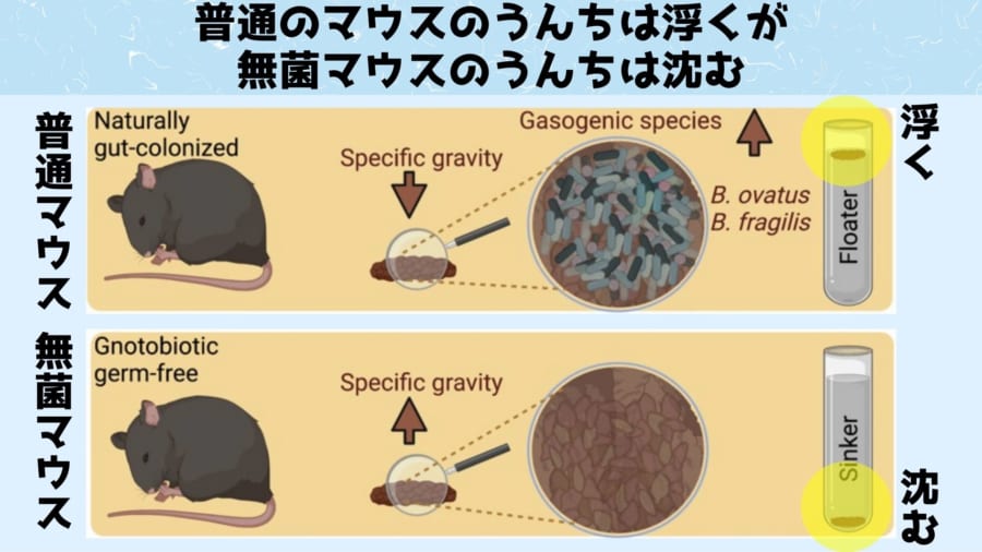 浮くうんちと沈むうんちがある理由を科学的に解明！