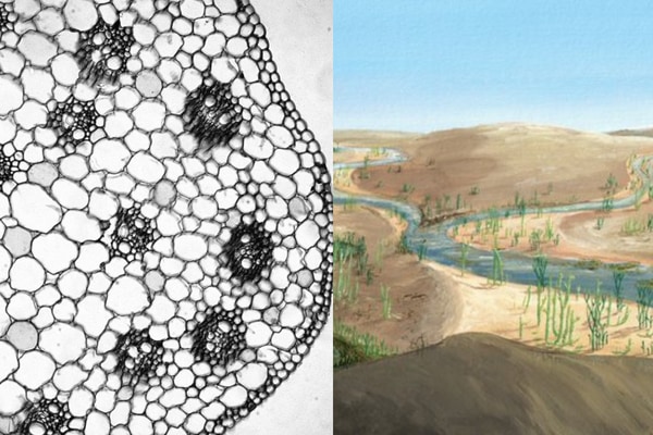 100年来の謎を解決！理科の定番「植物の維管束」が複雑に進化した理由