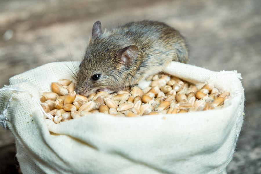 穀物飼料と加工飼料で感染時の違いを調査