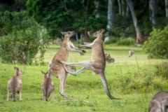 尻尾を支柱にして蹴りを繰り出すカンガルー