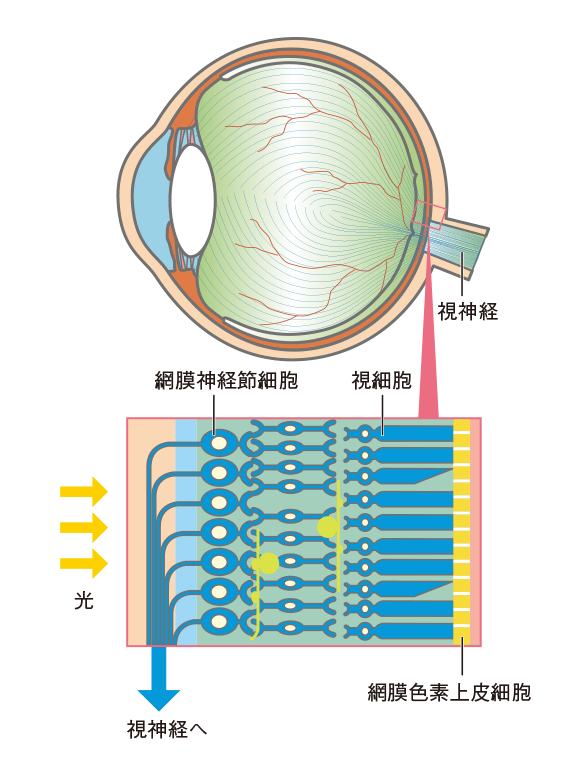 視神経が一度切れると神経細胞は再生しない