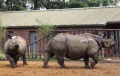 英ウィップスネード動物園で撮影されたインドサイの母子