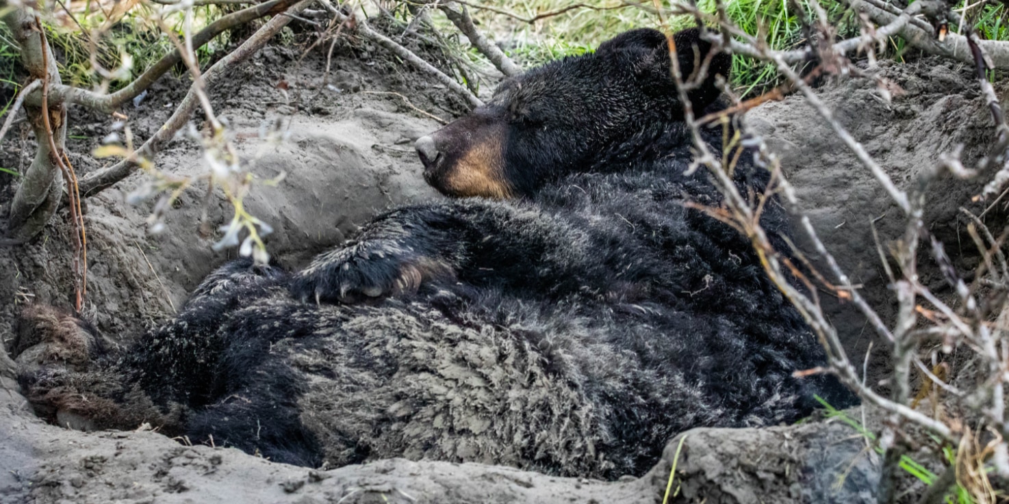 冬眠中のツキノワグマは筋肉が衰えない