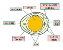 タマゴの断面図