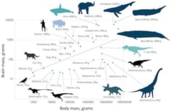 体サイズ（横軸）、脳サイズ（縦軸）