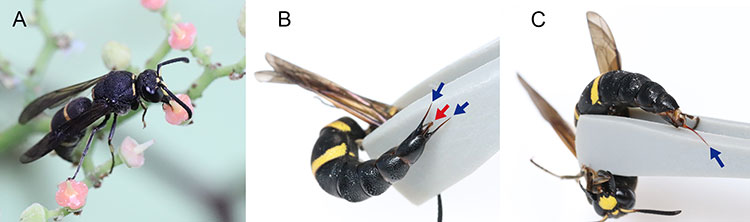 オデコフタオビドロバチのオス（A,B）とメス（C）（写真：杉浦真治撮影）