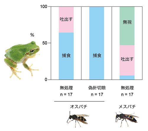 オデコフタオビドロバチに対するニホンアマガエルの行動とその割合（写真：杉浦真治撮影）