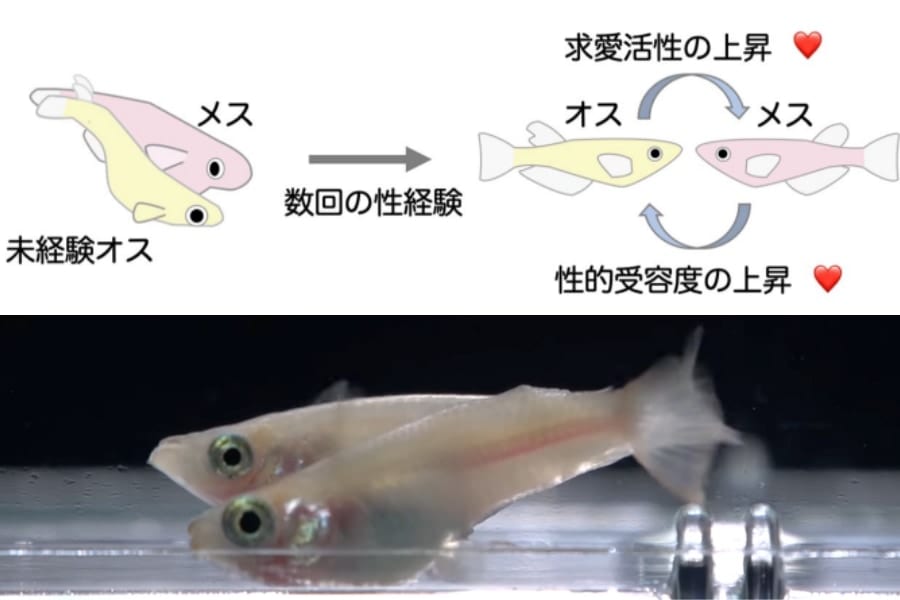 性経験の無いオスメダカは初めての相手に一途となり「推しと結ばれる」と判明！