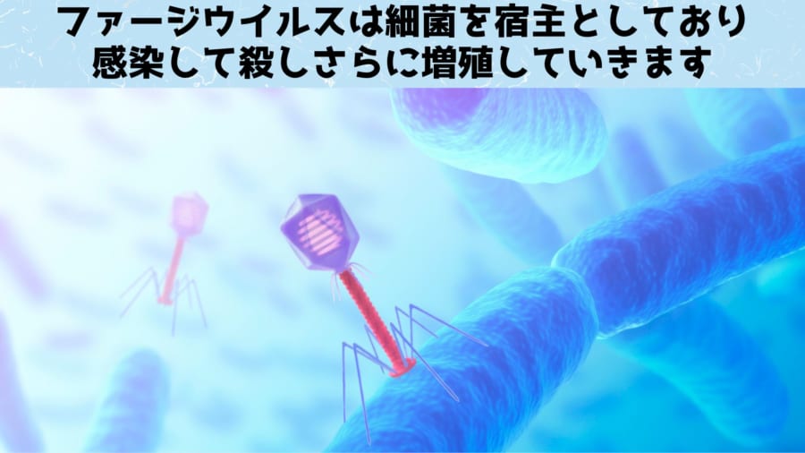 細菌を狩るウイルスを食品にスプレーして殺菌することに成功！