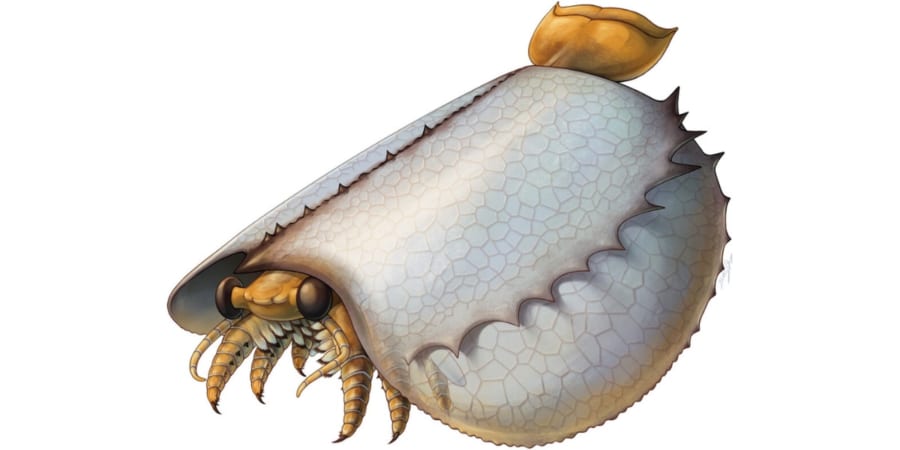 ※本物保証 Tuzoia tylodesa 化石 トゥゾイア 澄江動物群 本物保証 Tuzoia tylodesa 化石 トゥゾイア 澄江動物群 - メルカリ