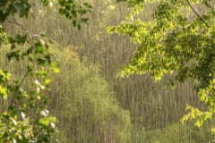 雨によって500トンの水滴が分散して落下する。まさに「恵みの雨」