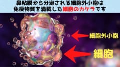 冬に風邪やインフルエンザが増える生物学的な理由が判明！