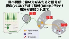 緑の光が網膜の錐体細胞に当たると電気信号に変換されて視床に伝達され、視床から痛みを抑える効果があるエンケファリンが分泌されて脳幹に届けられ、痛みが抑えられる