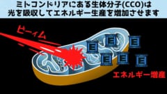 レーザーで脳をワイヤレス充電すると「短期記憶が25%増加」すると判明！