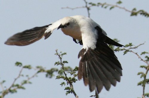 メスは繁殖のために頭脳のキレを犠牲にしている？